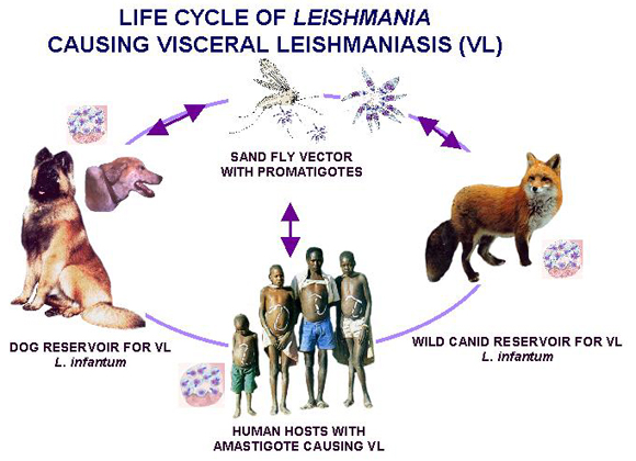leishmania cycle